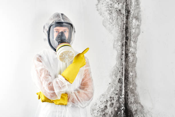 Best Mold Damage Restoration in Stratford, NJ